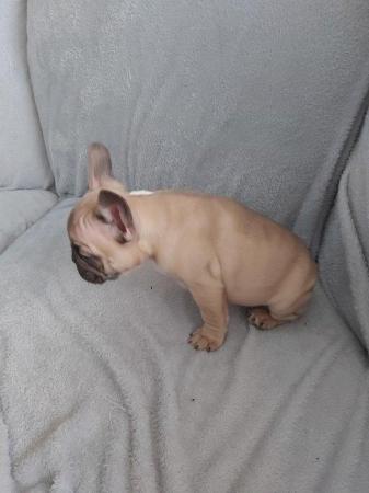 Image 11 of French Bulldog Puppies for sale