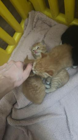 Image 1 of Fluffy ginger kittens and 1 black and white