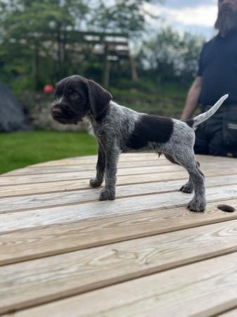 Image 6 of Beautiful German Wire Haired pointer puppies