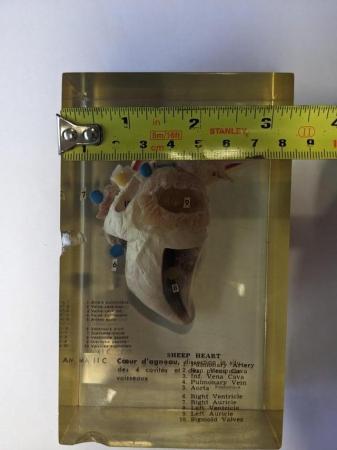 Image 3 of French sheep heart in resin anatomically labelled