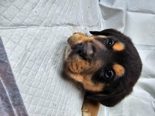 Preview of the first image of mastweiler puppies almost ready to go.