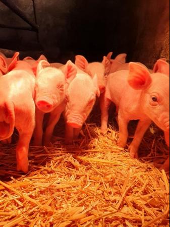 Image 1 of Large White Weaners for Sale