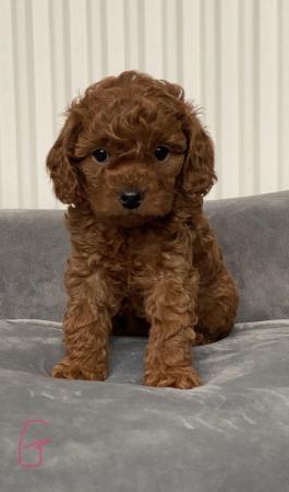 Image 1 of Gorgeous,Deep Red,Health tested Cavapoo pups