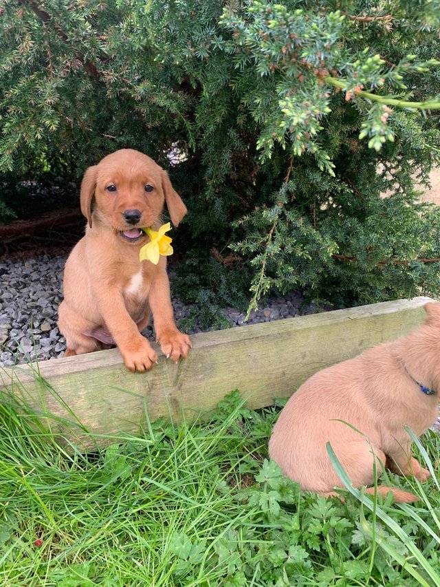 fox red labrador - Dogs & Puppies, Rehome and Buy with ZERO fees