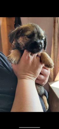 Image 20 of READY TO LEAVE KC registered Border Terrier Puppies