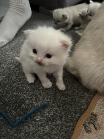 Image 4 of ALL SOLD Ragdoll kittens