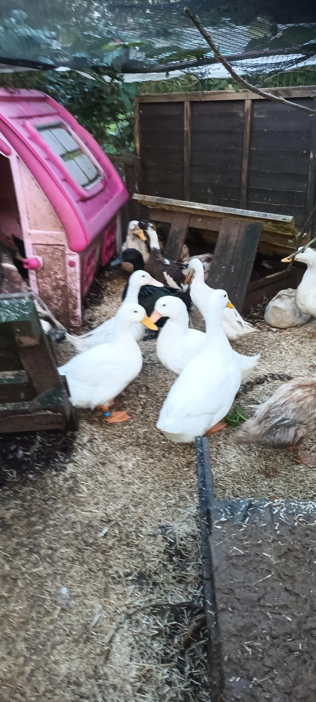 Preview of the first image of Wanted female ducks or ducklings.
