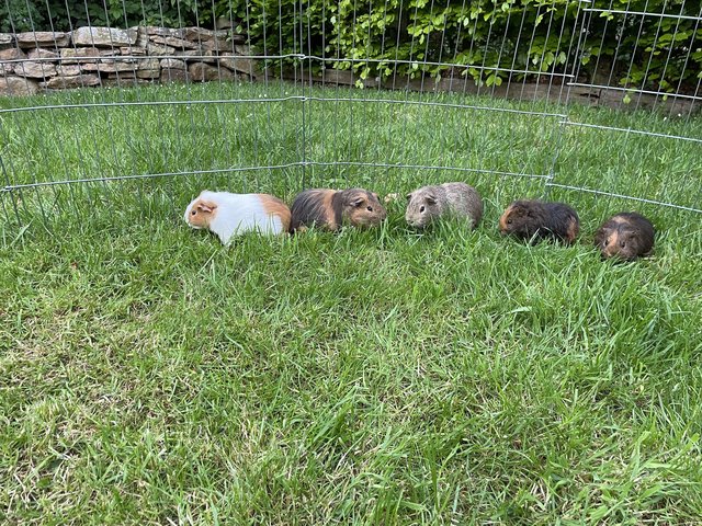 Preview of the first image of 5 baby guinea pigs £25 for all 5.