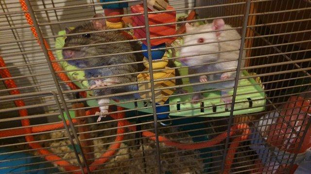 Image 2 of 2x male rats with setup, bedding and food.