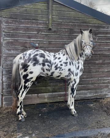 Image 2 of Regesterd Appaloosa 2 year old colt
