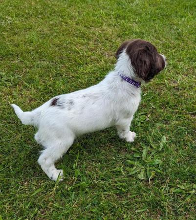 Image 9 of sprocker for sale from loving home
