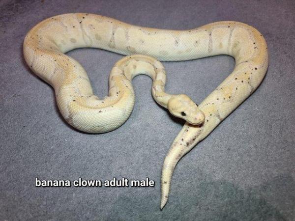 Image 5 of Royal Ball Pythons - Multiple available