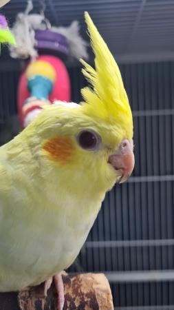 Image 1 of Young cockatiels avairy bred...please read add in full