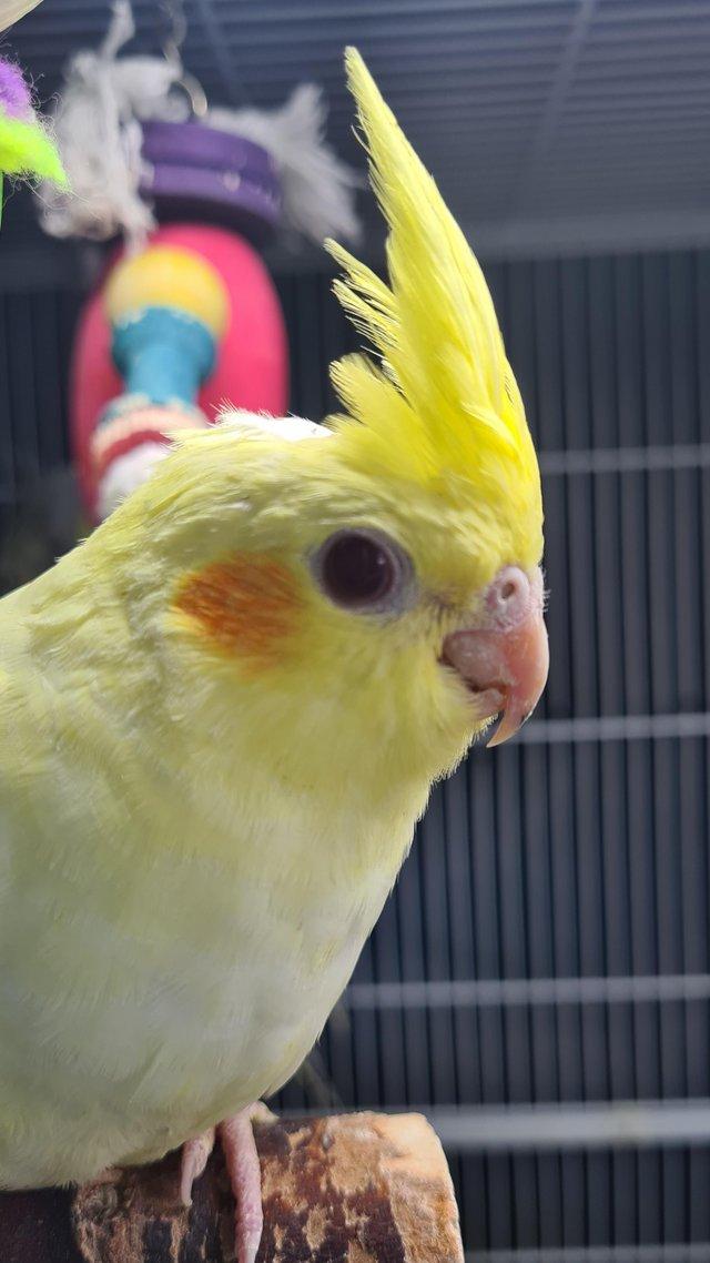 Preview of the first image of Young cockatiels avairy bred...please read add in full.