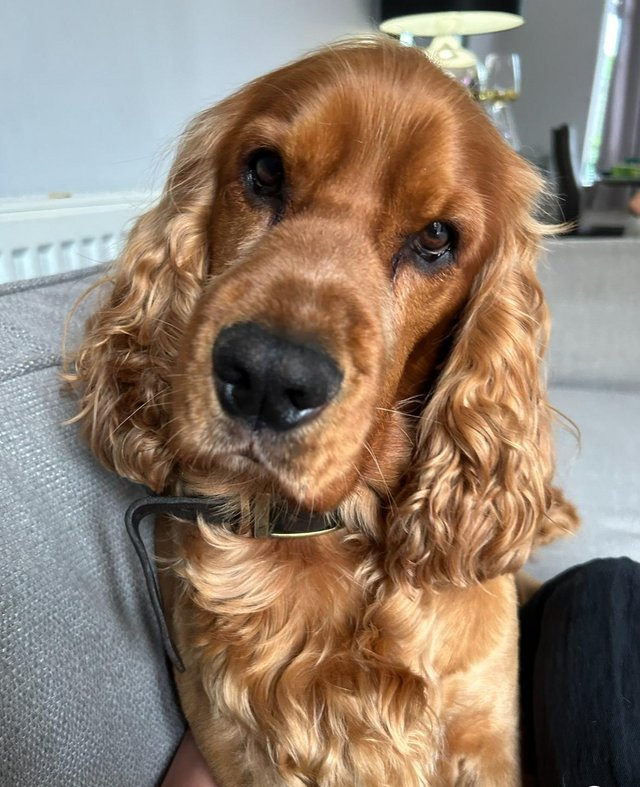 Preview of the first image of 5 Year Old English Show Cocker Spaniel.