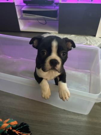 Image 4 of Boston Terrier Pup Last Male Ready Friday