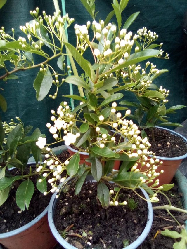 Preview of the first image of PYRACANTHA- Orange Glow 12cm Pot with Flowers.