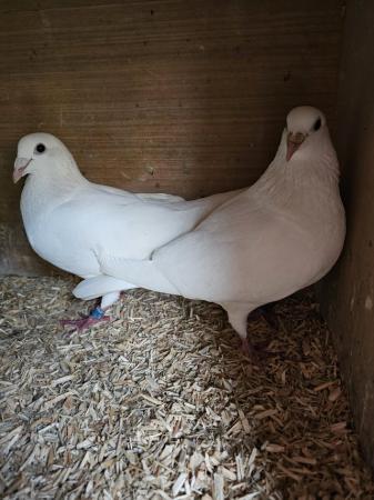 Image 4 of Logan white racing pigeons