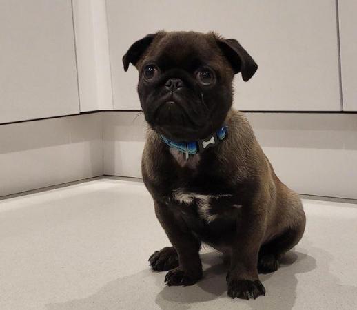 Image 5 of 6 month old platinum pug for sale