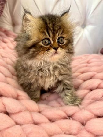 Image 13 of **Stunning 5 generation pedigree Persian kittens**