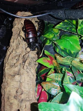 Image 5 of Madagascan Hissing Roaches - Males and Females