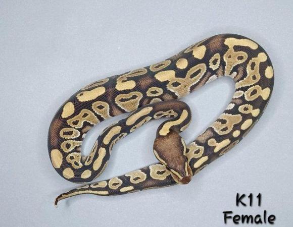 Image 34 of Various Hatchling Ball Python's CB23 - Availability List