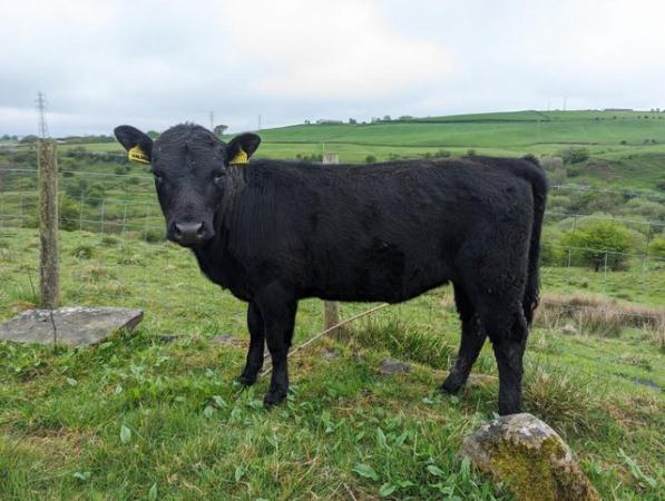 Image 1 of 11 month old Dexter heifers for sale