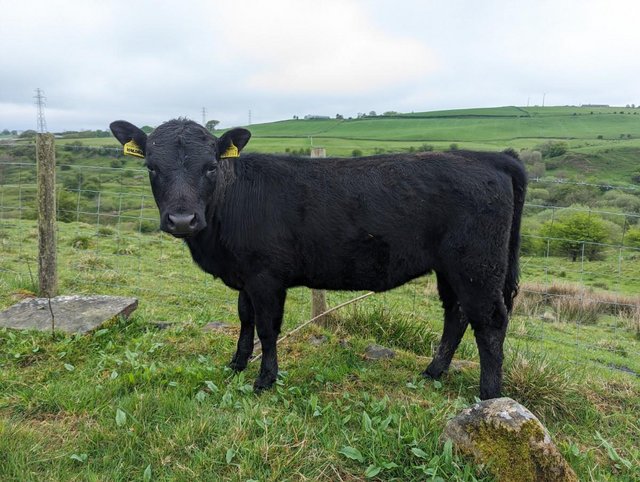Preview of the first image of 11 month old Dexter heifers for sale.