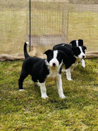 Image 19 of READY NOW One border collie girl puppy !!!