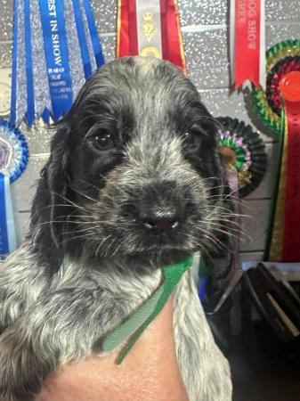 Image 1 of BLUE ROAN PURE SHOW COCKER SPANIEL PUPPIES DNA TESTED