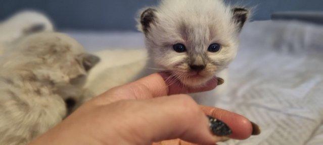 Image 6 of Pure breed ragdoll kittens