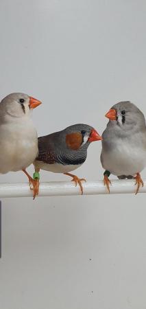 Image 1 of Pairs of Zebra Finches available