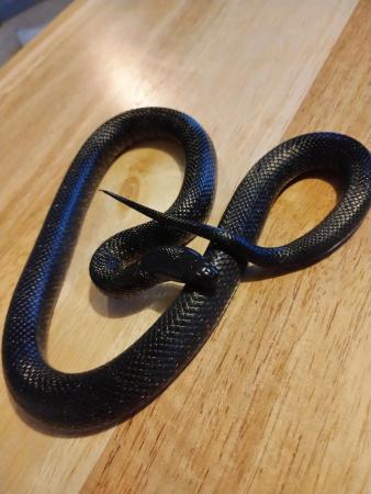 Image 1 of Mexican black king snake, 2023