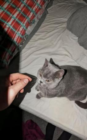 Image 3 of 2 year old British blue shorthair