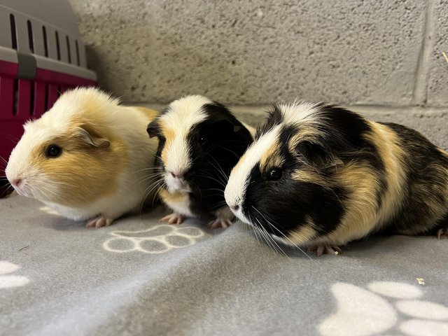 Preview of the first image of 3 gorgeous girl guinea pigs.