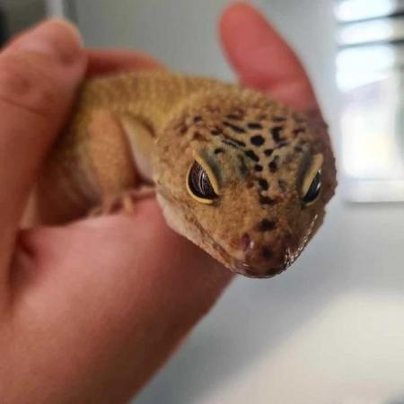 Image 5 of Blaze - Female Leopard Gecko - Odd Socks Animal Rescue