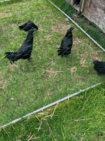Image 2 of Cemani rare breed Chicks Chickens for sale