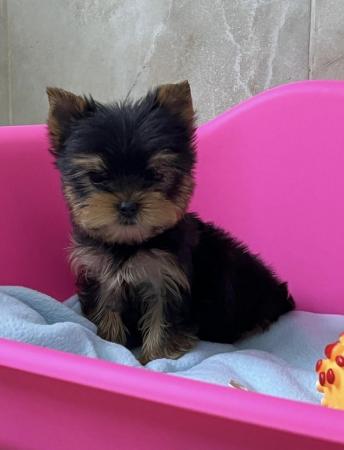 Image 6 of ONE YORKSHIRE TERRIER TOY BOY LEFT.