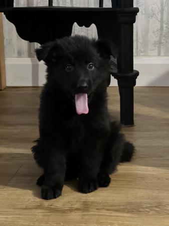 Image 5 of German Shepherd puppies for sale