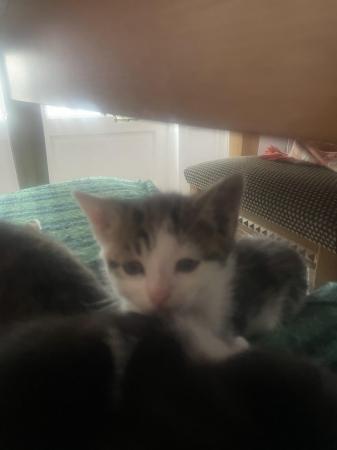Image 8 of 7week old kittens for sale