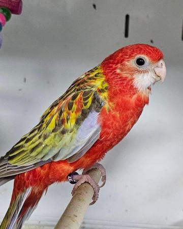 Image 3 of 3 Silly tame handreared rosellas for sale