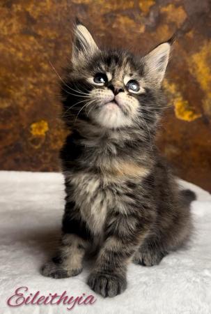 Image 7 of REDUCED, last girl XL GCCF Maine Coon kitten
