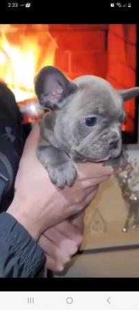 Image 3 of Lilac merle frenchbull puppies 1 girls 1 boys left for sale