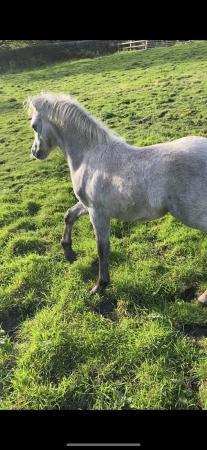 Image 2 of Welsh Section A pony for sale