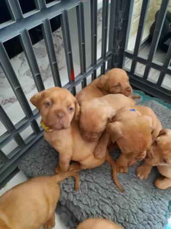 Image 5 of Dogue de Bordeaux puppies