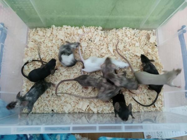 Image 6 of *available soon* Fancy mice, female. Price in ad.