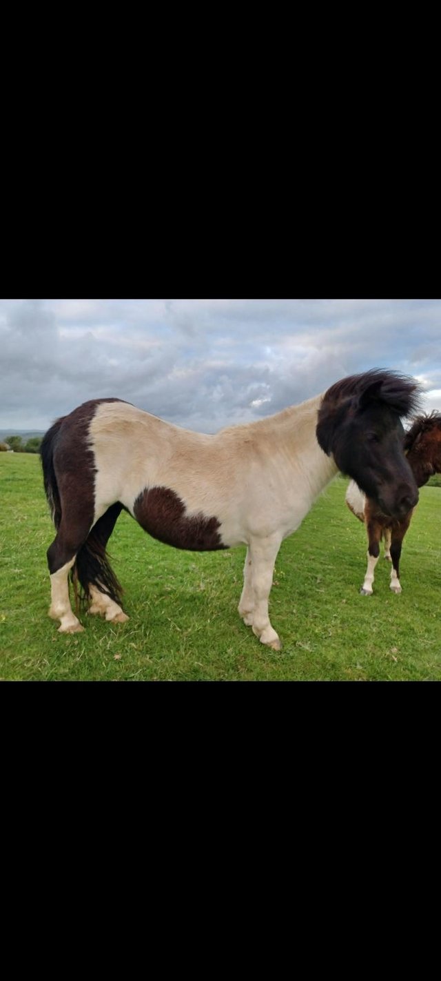 Preview of the first image of Standard Registered Shetland fillies 2 - 3year olds.