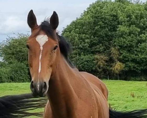 Image 1 of Perfect All-rounder 15.3hh TB Gelding