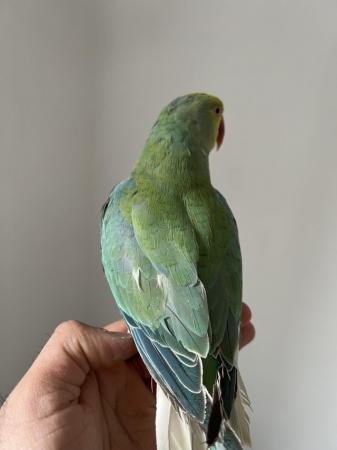 Image 3 of 3 Young Baby Cleartail Indian Ringneck talking parrots