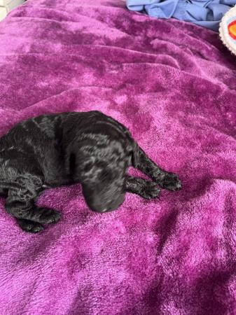Image 9 of gorgeous standard poodle pups for sale
